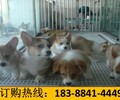 云南昆明盤龍養犬基地賣純種卡斯羅犬