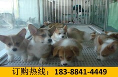 云南普洱墨江哈尼族自治养犬基地卖巴哥犬批发图片4