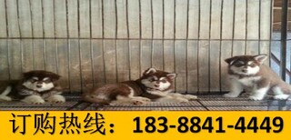 云南楚雄双柏宠物基地出售秋田犬价格图片1