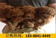 云南昆明五華狗場常年出售純正血統貴賓犬