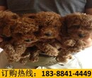 云南红河建水养犬基地高品质雪纳瑞图片