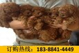 贵州遵义习水宠物交易市场买有血统证萨摩耶犬