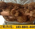 云南昆明宜良養犬基地賣大白熊地址