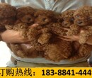 贵州黔东南剑河养狗基地常年出售自己繁殖的柴犬