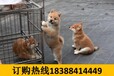 云南临沧凤庆养犬基地卖巴哥犬批发
