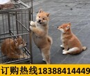 云南临沧凤庆养犬基地卖巴哥犬批发图片