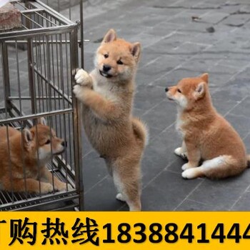 云南普洱孟连狗市场出售巴哥犬