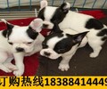 貴州安順西秀哪里能買到頂尖法國斗牛犬