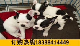 云南普洱墨江哈尼族自治养犬基地卖巴哥犬批发图片2