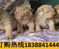 云南楚雄武定狗場常年出售頂級昆明犬