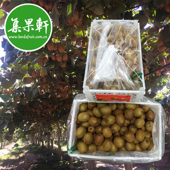 广州江南进口水果批发市场智利绿心猕猴桃10公斤原装新鲜奇异果进口货源