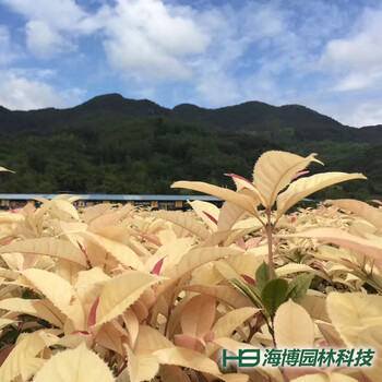 珍珠彩葉桂種苗