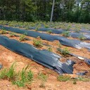 山東果樹除草布價格除草布
