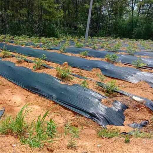 益阳桃江防草布益阳桃江防草布价格电话是多少