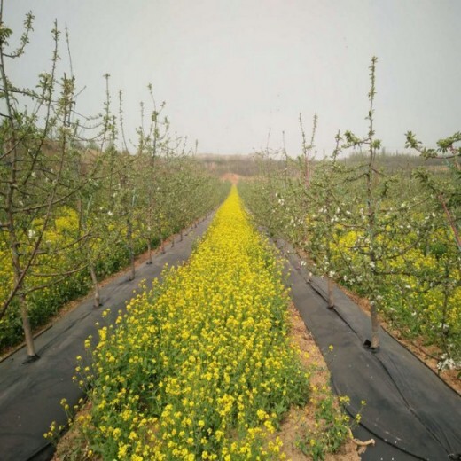 北京果园大棚园艺防草布塑料抑草除草地布,除草布厂家