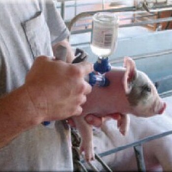 兽用连续注射器猪用连续注射器