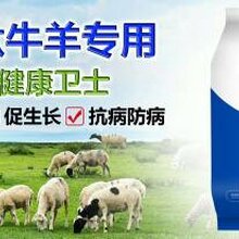 牛羊催肥小料牛催肥偏方吃什么长膘快牛羊催肥王图片