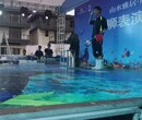 迎澤區哪里有海獅表演海洋展出租價格優惠圖片