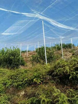 果树防虫网果树防虫网价格果树防虫网批发_果树防虫