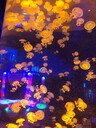 海洋展出租海洋生物租賃海洋魚缸展租賃公司