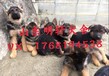 德国牧羊犬幼犬价格多少钱一只