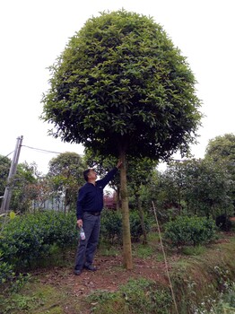 高杆桂花哪里有高分枝桂花桂花价格