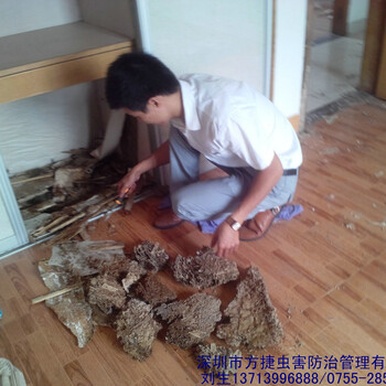 南山酒店滅白蟻小區(qū)殺白蟻南山別墅防白蟻
