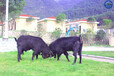贵州纯种努比亚黑山羊，努比亚山羊种羊培育基地