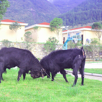 贵州纯种努比亚黑山羊，努比亚山羊种羊培育基地