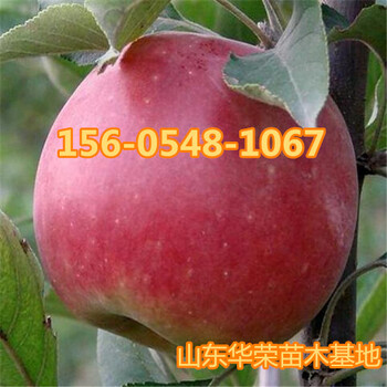 苹果苗红肉苹果苗基地-山东华荣园艺场