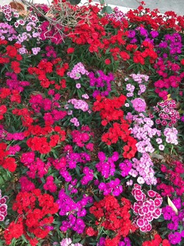 深圳春游赏花大鹏古城东山寺野炊一日游