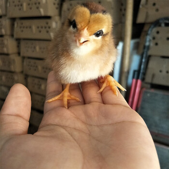 清远麻鸡功效清远麻鸡发展战略清远麻鸡图片大全纯种广东清远麻鸡三黄鸡