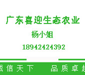 谁收珍珠鸡毛珍珠鸡收购养500只珍珠鸡一年利润