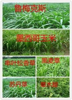 牧草種子什么價(jià)格產(chǎn)量怎樣