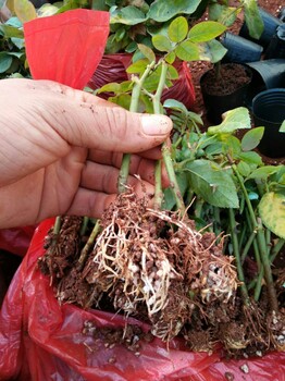 昆明呈貢斗南玫瑰花種苗批發(fā)