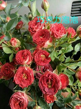 北京玫瑰花種苗批發(fā)