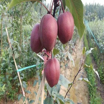 梨樹苗新品種全紅梨樹苗幾年結果1公分梨苗價格