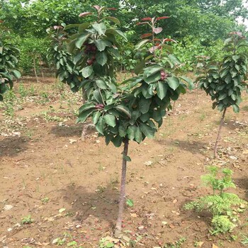 苹果苗栽种技术烟富0苹果苗几年结果