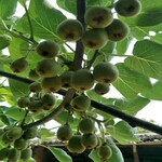 杭州地区种植什么品种猕猴桃产量高
