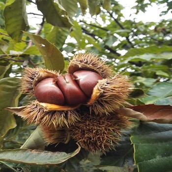 常寧地區(qū)一畝地種植多少棵板栗苗泰山板栗苗幾年結果