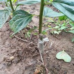 贵州甜柿子苗批发高度1米以上阳丰甜柿树苗