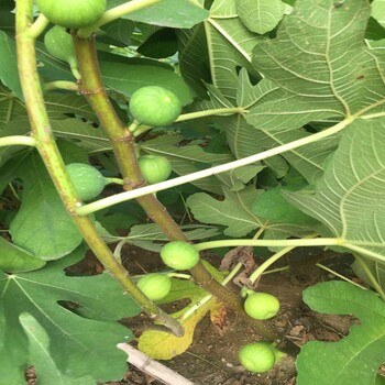 青皮无花果苗基地基地青皮无花果苗报价