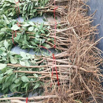 內(nèi)江地區(qū)推薦種植李子苗品種李子苗品種介紹及報價