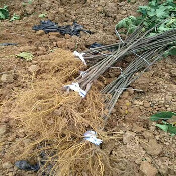 適合青皮條件無(wú)花果苗種植的條件要求1公分無(wú)花果苗
