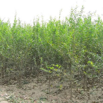 邵陽石榴苗種植品種介紹1公分軟子石榴苗價格