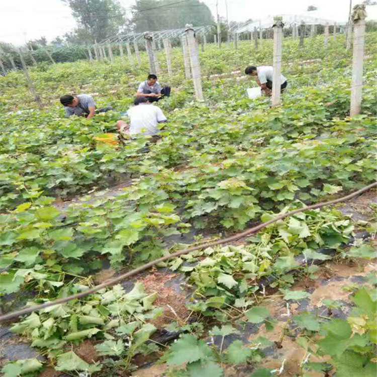 美人指葡萄苗基地美人指葡萄苗如何管理