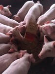 猪场的饲养管理猪催肥保健