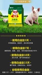 生长育肥猪的六种饲养管理方法猪催肥最简单方法