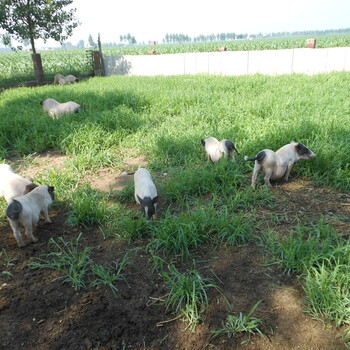 河北巴马香猪商品猪养殖场