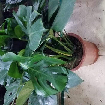 北京賣龜背竹管送貨上門